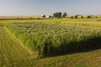 Miscanthus1 041.jpg